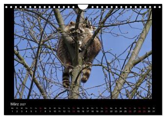 Waschbären (Wandkalender 2027 DIN A4 quer), CALVENDO Monatskalender