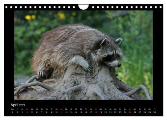 Waschbären (Wandkalender 2027 DIN A4 quer), CALVENDO Monatskalender