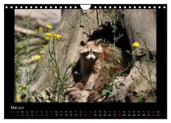 Waschbären (Wandkalender 2027 DIN A4 quer), CALVENDO Monatskalender