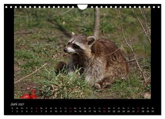Waschbären (Wandkalender 2027 DIN A4 quer), CALVENDO Monatskalender