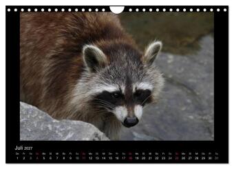 Waschbären (Wandkalender 2027 DIN A4 quer), CALVENDO Monatskalender
