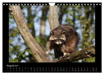Waschbären (Wandkalender 2027 DIN A4 quer), CALVENDO Monatskalender