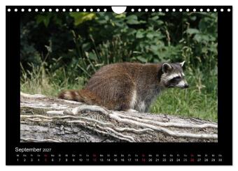 Waschbären (Wandkalender 2027 DIN A4 quer), CALVENDO Monatskalender