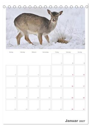 Rehe & Co / Planer (Tischkalender 2027 DIN A5 hoch), CALVENDO Monatskalender