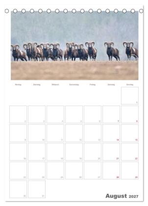 Rehe & Co / Planer (Tischkalender 2027 DIN A5 hoch), CALVENDO Monatskalender
