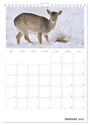 Rehe & Co / Planer (Wandkalender 2027 DIN A4 hoch), CALVENDO Monatskalender