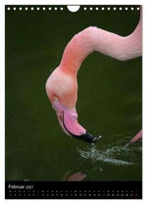 Flamingos - Eleganz in Rot und Rosa (Wandkalender 2027 DIN A4 hoch), CALVENDO Monatskalender