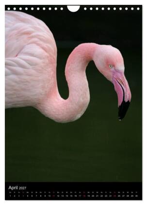 Flamingos - Eleganz in Rot und Rosa (Wandkalender 2027 DIN A4 hoch), CALVENDO Monatskalender