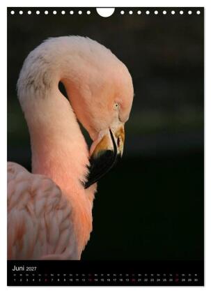 Flamingos - Eleganz in Rot und Rosa (Wandkalender 2027 DIN A4 hoch), CALVENDO Monatskalender