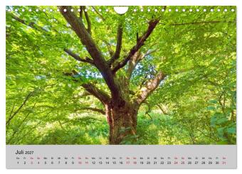 Biosphärenreservat Schaalsee (Wandkalender 2027 DIN A4 quer), CALVENDO Monatskalender