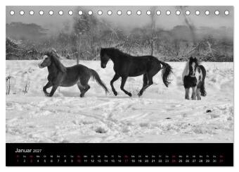 Pferde 2027 Wild Thing (Tischkalender 2027 DIN A5 quer), CALVENDO Monatskalender