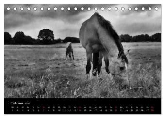 Pferde 2027 Wild Thing (Tischkalender 2027 DIN A5 quer), CALVENDO Monatskalender
