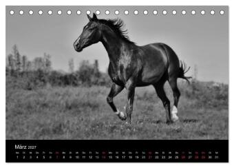 Pferde 2027 Wild Thing (Tischkalender 2027 DIN A5 quer), CALVENDO Monatskalender