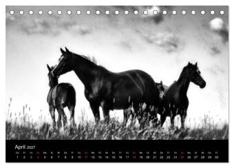 Pferde 2027 Wild Thing (Tischkalender 2027 DIN A5 quer), CALVENDO Monatskalender