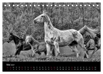 Pferde 2027 Wild Thing (Tischkalender 2027 DIN A5 quer), CALVENDO Monatskalender