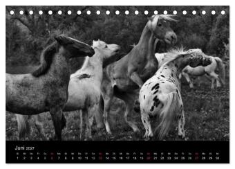 Pferde 2027 Wild Thing (Tischkalender 2027 DIN A5 quer), CALVENDO Monatskalender