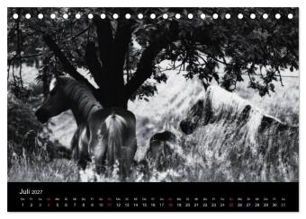 Pferde 2027 Wild Thing (Tischkalender 2027 DIN A5 quer), CALVENDO Monatskalender