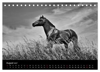 Pferde 2027 Wild Thing (Tischkalender 2027 DIN A5 quer), CALVENDO Monatskalender