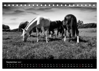 Pferde 2027 Wild Thing (Tischkalender 2027 DIN A5 quer), CALVENDO Monatskalender