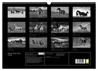 Pferde 2027 Wild Thing (Wandkalender 2027 DIN A3 quer), CALVENDO Monatskalender