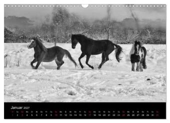 Pferde 2027 Wild Thing (Wandkalender 2027 DIN A3 quer), CALVENDO Monatskalender