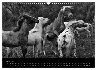 Pferde 2027 Wild Thing (Wandkalender 2027 DIN A3 quer), CALVENDO Monatskalender
