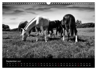Pferde 2027 Wild Thing (Wandkalender 2027 DIN A3 quer), CALVENDO Monatskalender