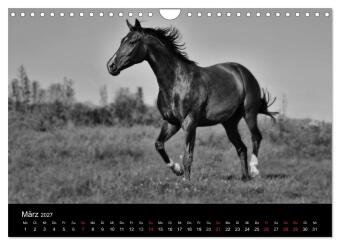 Pferde 2027 Wild Thing (Wandkalender 2027 DIN A4 quer), CALVENDO Monatskalender