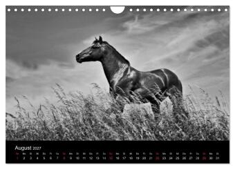 Pferde 2027 Wild Thing (Wandkalender 2027 DIN A4 quer), CALVENDO Monatskalender