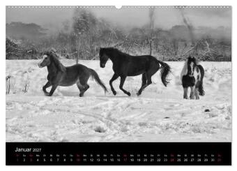 Pferde 2027 Wild Thing (Wandkalender 2027 DIN A2 quer), CALVENDO Monatskalender