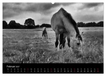Pferde 2027 Wild Thing (Wandkalender 2027 DIN A2 quer), CALVENDO Monatskalender