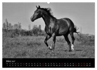 Pferde 2027 Wild Thing (Wandkalender 2027 DIN A2 quer), CALVENDO Monatskalender