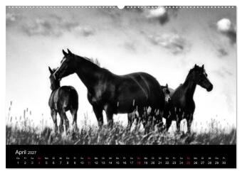 Pferde 2027 Wild Thing (Wandkalender 2027 DIN A2 quer), CALVENDO Monatskalender