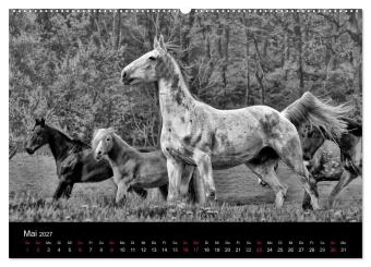 Pferde 2027 Wild Thing (Wandkalender 2027 DIN A2 quer), CALVENDO Monatskalender