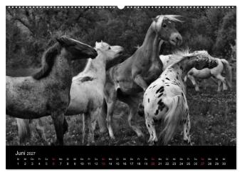 Pferde 2027 Wild Thing (Wandkalender 2027 DIN A2 quer), CALVENDO Monatskalender