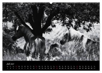 Pferde 2027 Wild Thing (Wandkalender 2027 DIN A2 quer), CALVENDO Monatskalender