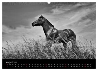 Pferde 2027 Wild Thing (Wandkalender 2027 DIN A2 quer), CALVENDO Monatskalender