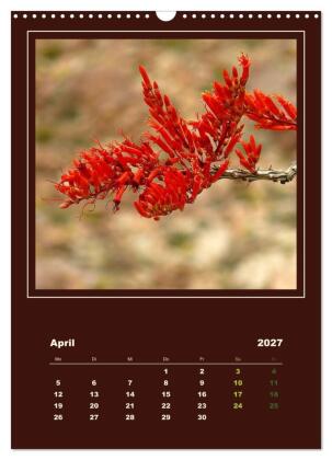 Wilde Kakteen Amerikas (Wandkalender 2027 DIN A3 hoch), CALVENDO Monatskalender