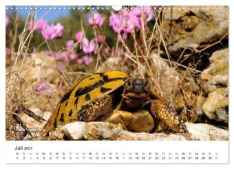 Peloponnes Impressionen / 2027 (Wandkalender 2027 DIN A3 quer), CALVENDO Monatskalender
