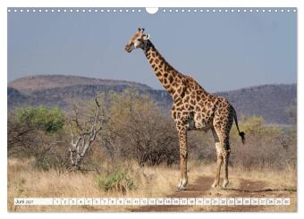 Südafrika / Landschaften & Tiere / Christian Heeb (Wandkalender 2027 DIN A3 quer), CALVENDO Monatskalender