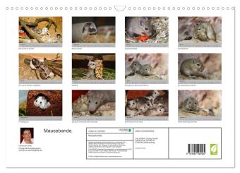 Mausebande (Wandkalender 2027 DIN A3 quer), CALVENDO Monatskalender