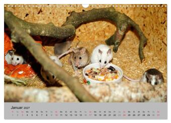 Mausebande (Wandkalender 2027 DIN A3 quer), CALVENDO Monatskalender
