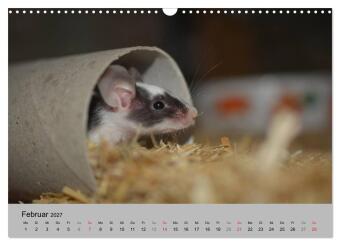 Mausebande (Wandkalender 2027 DIN A3 quer), CALVENDO Monatskalender