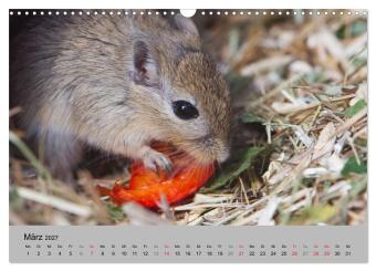 Mausebande (Wandkalender 2027 DIN A3 quer), CALVENDO Monatskalender