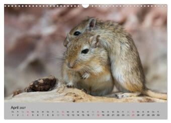 Mausebande (Wandkalender 2027 DIN A3 quer), CALVENDO Monatskalender