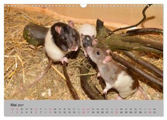 Mausebande (Wandkalender 2027 DIN A3 quer), CALVENDO Monatskalender
