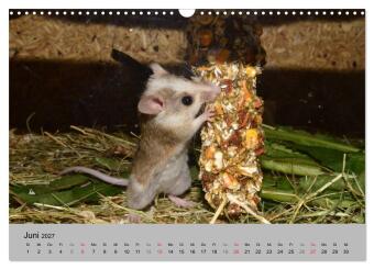 Mausebande (Wandkalender 2027 DIN A3 quer), CALVENDO Monatskalender
