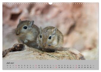Mausebande (Wandkalender 2027 DIN A3 quer), CALVENDO Monatskalender