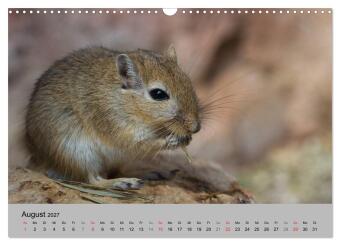 Mausebande (Wandkalender 2027 DIN A3 quer), CALVENDO Monatskalender