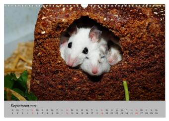 Mausebande (Wandkalender 2027 DIN A3 quer), CALVENDO Monatskalender